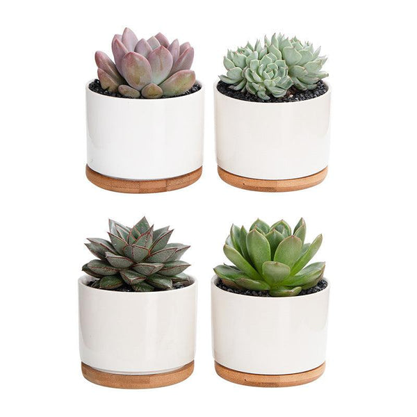 Creative Mini Desktop Short Straight Round Combination Succulent Flower Pot - Amazitshop