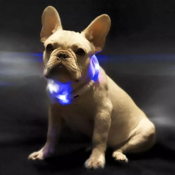 Pet Light Collar Anti - Lost Collar for Dogs Pet Collars - Amazitshop